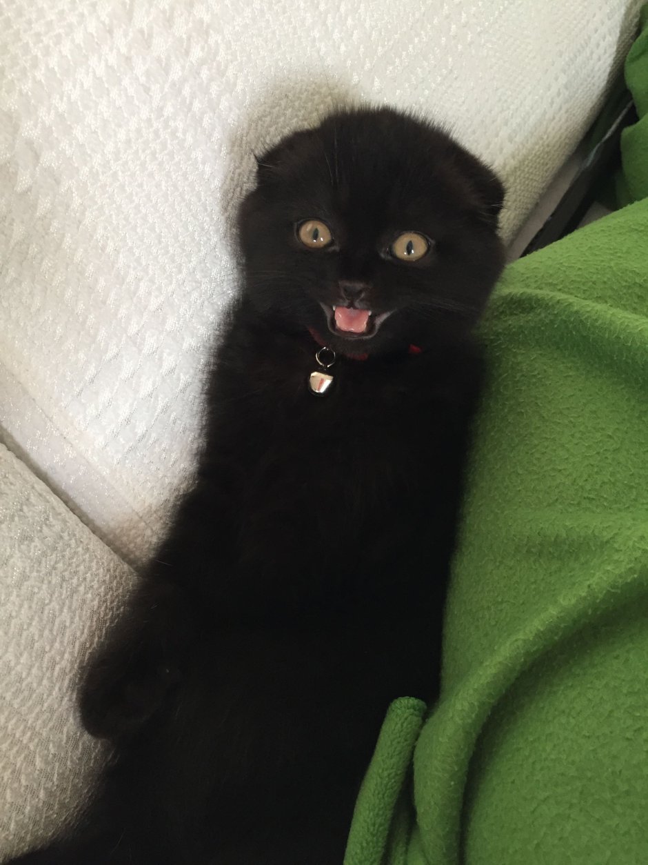 Шотландский скоттиш фолд черный