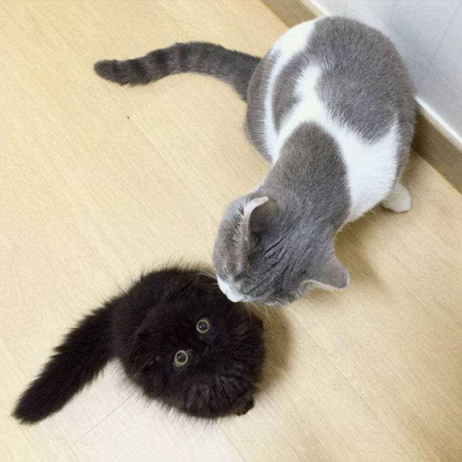 Черный котик показывает язык