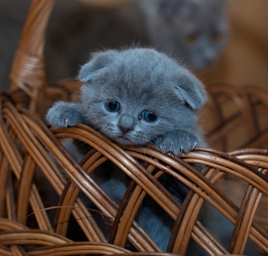 Котята скоттиш фолд вислоухие черные