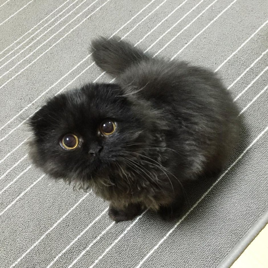 Шотландская вислоухая кошка черная