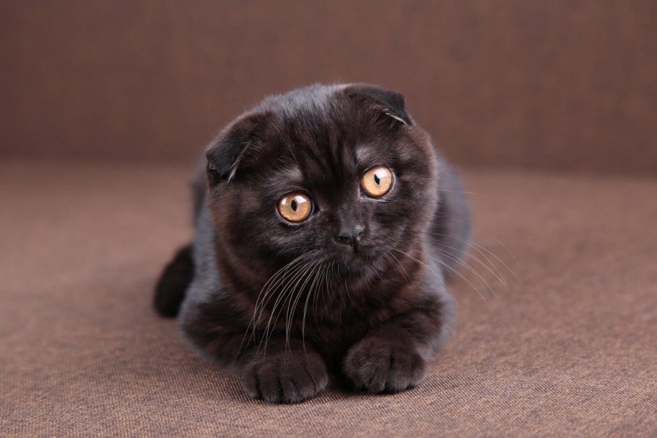 Шотландская вислоухая кошка