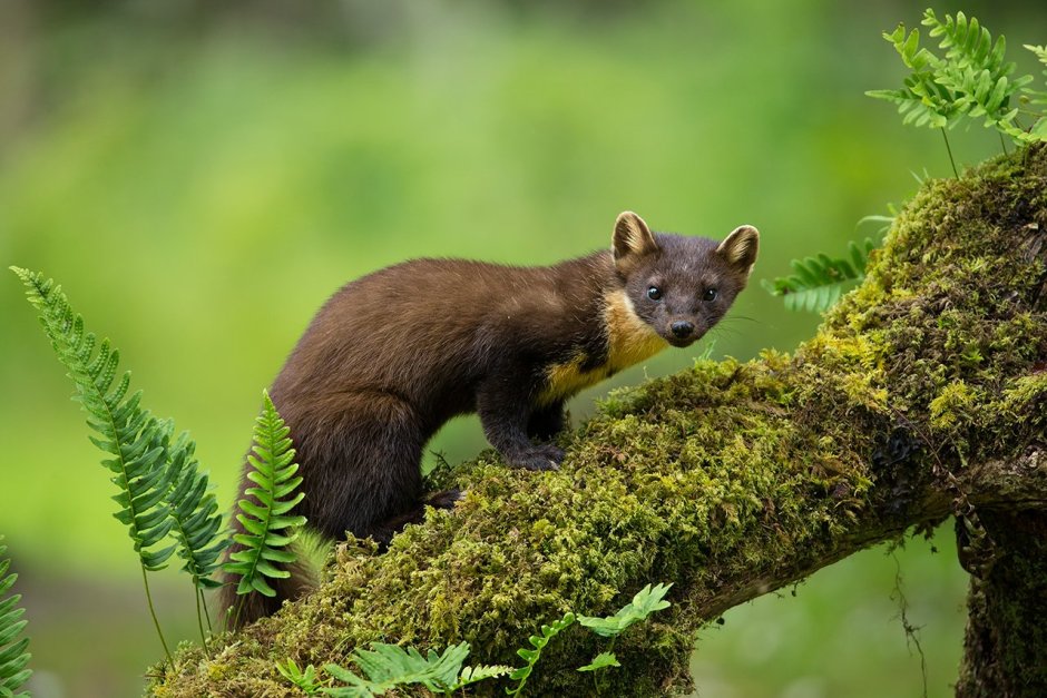 Горностай (Mustela erminea)