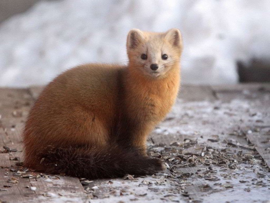 Ласка (Mustela nivalis)
