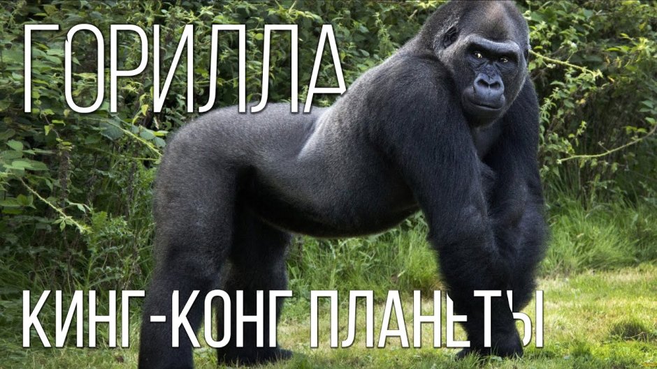 Обезьяны шимпанзе и гориллы