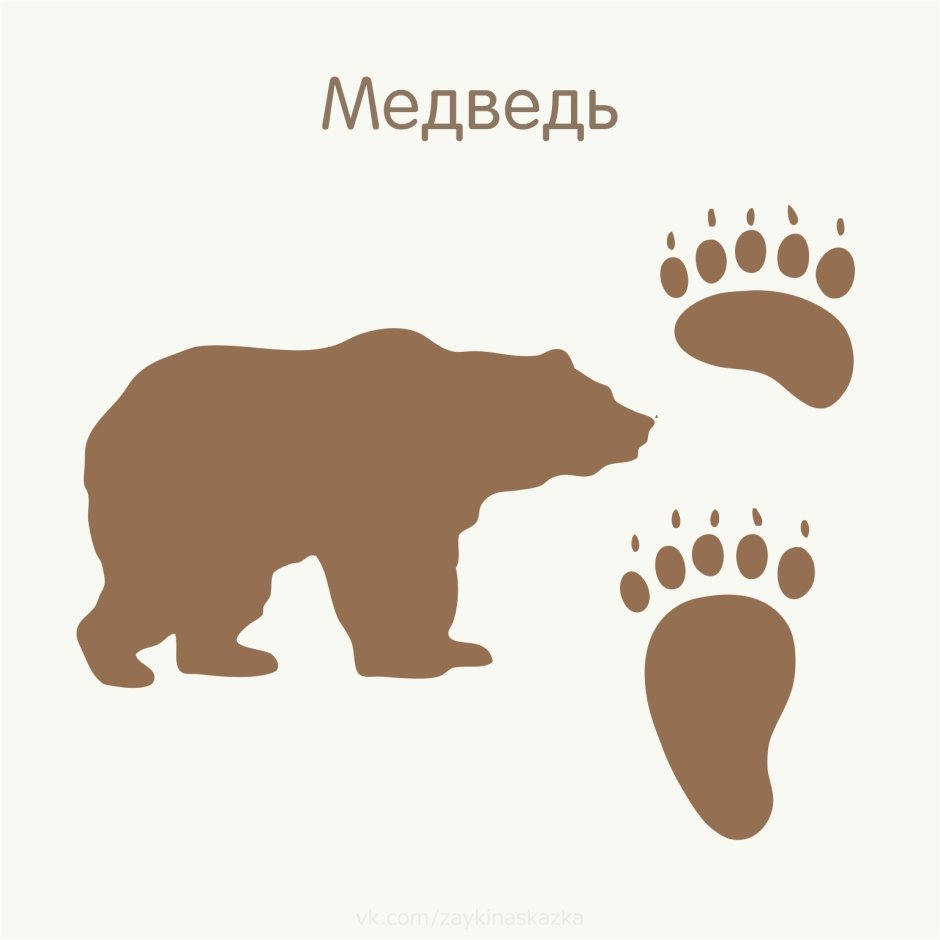 Бурый медведь Вологодской области