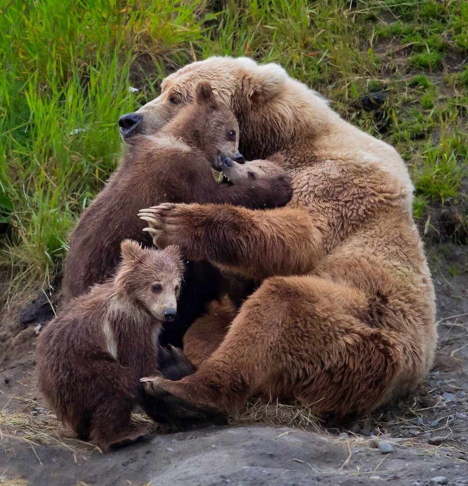 Медвежья любовь