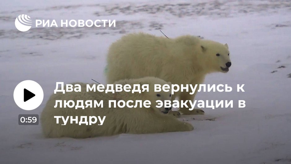 Медведи обнимаются