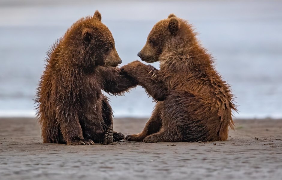 Медведь зимой