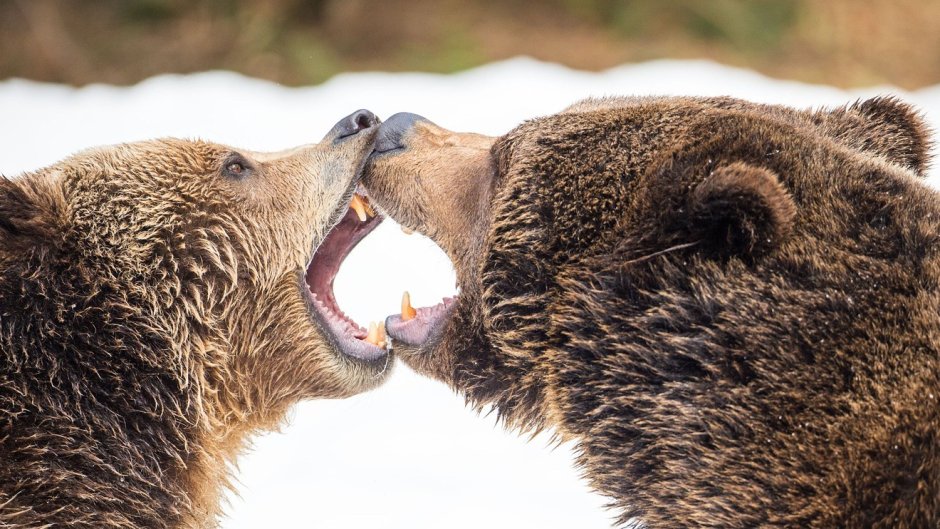 Bear moment