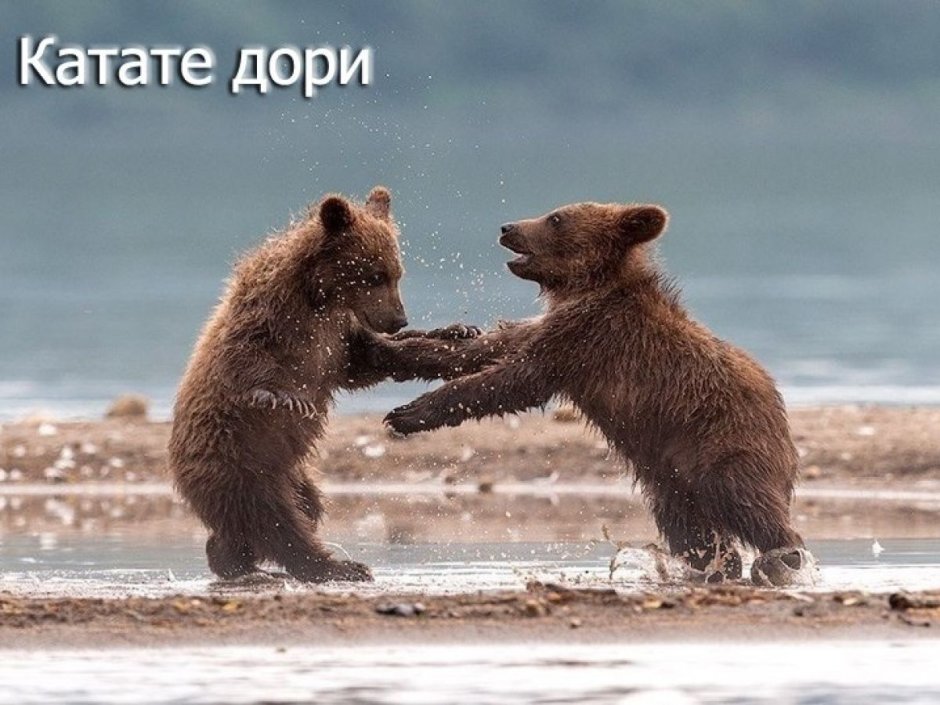 Медведи обнимаются