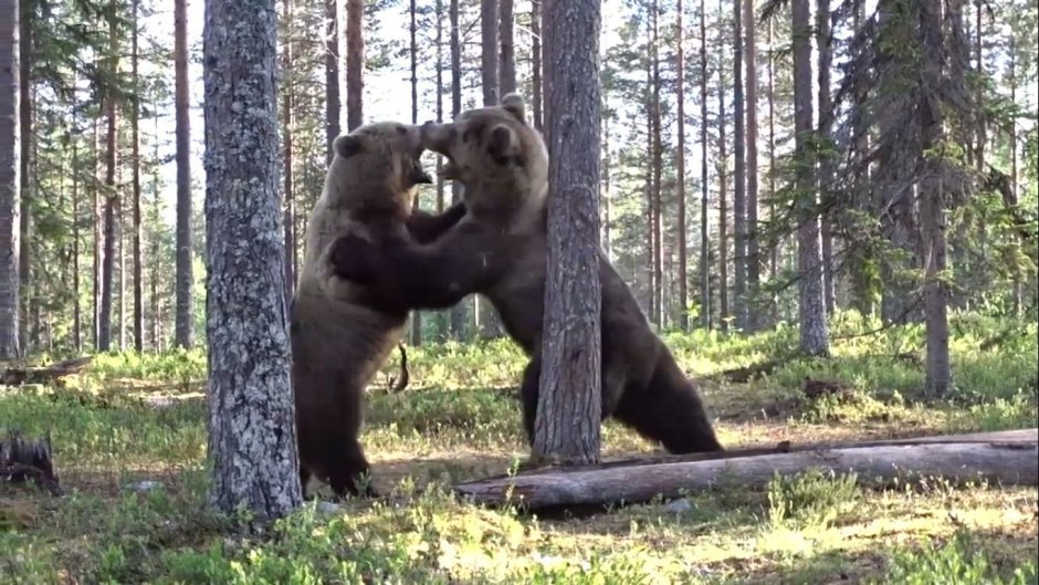 Мишка Тедди