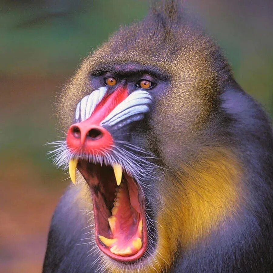 Павиан Мандрил