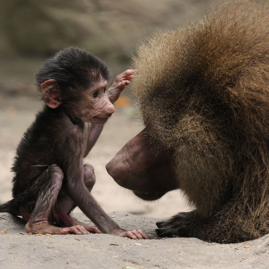 Детеныш бабуина