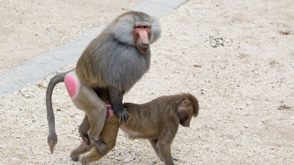 Обезьяна макака с красной попой