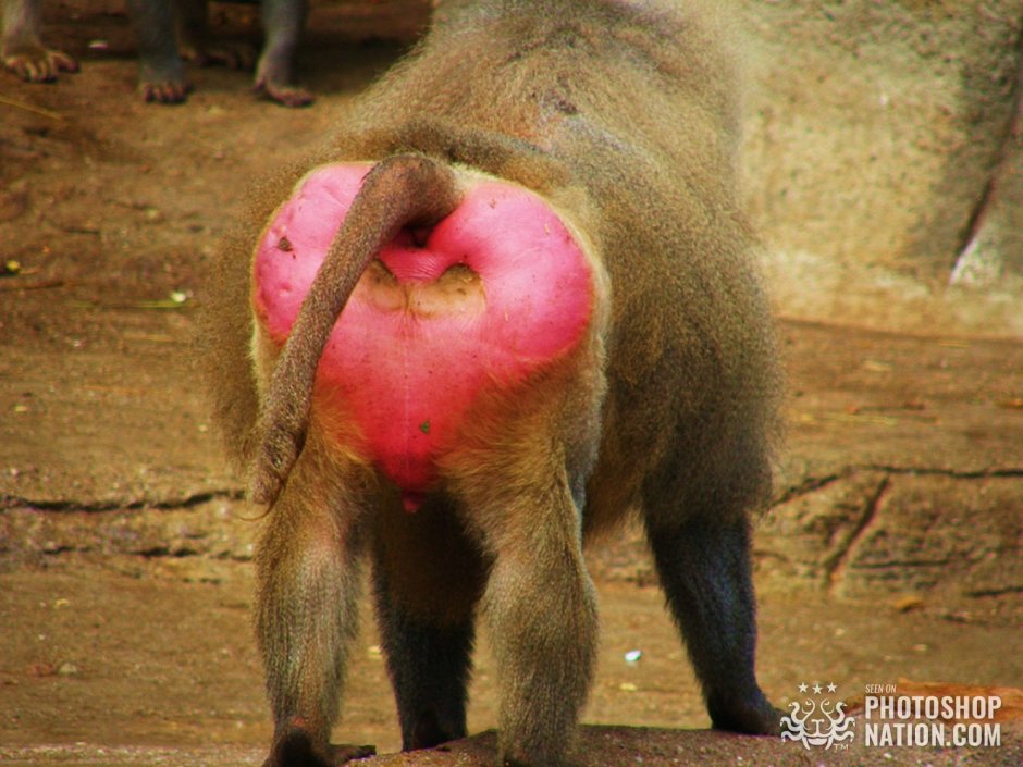 Самка бабуина