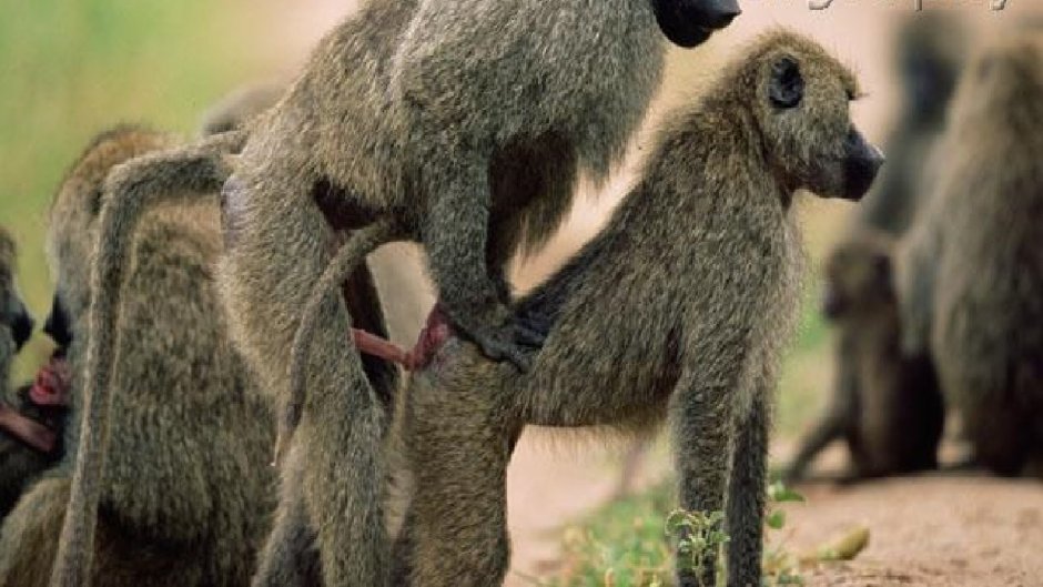 Павиан гамадрил самки
