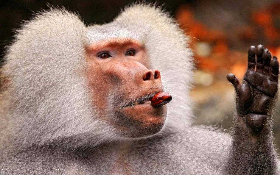 Гамадрил Африка