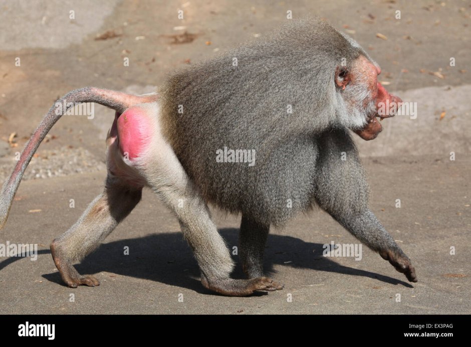 Гамадрил с бананом