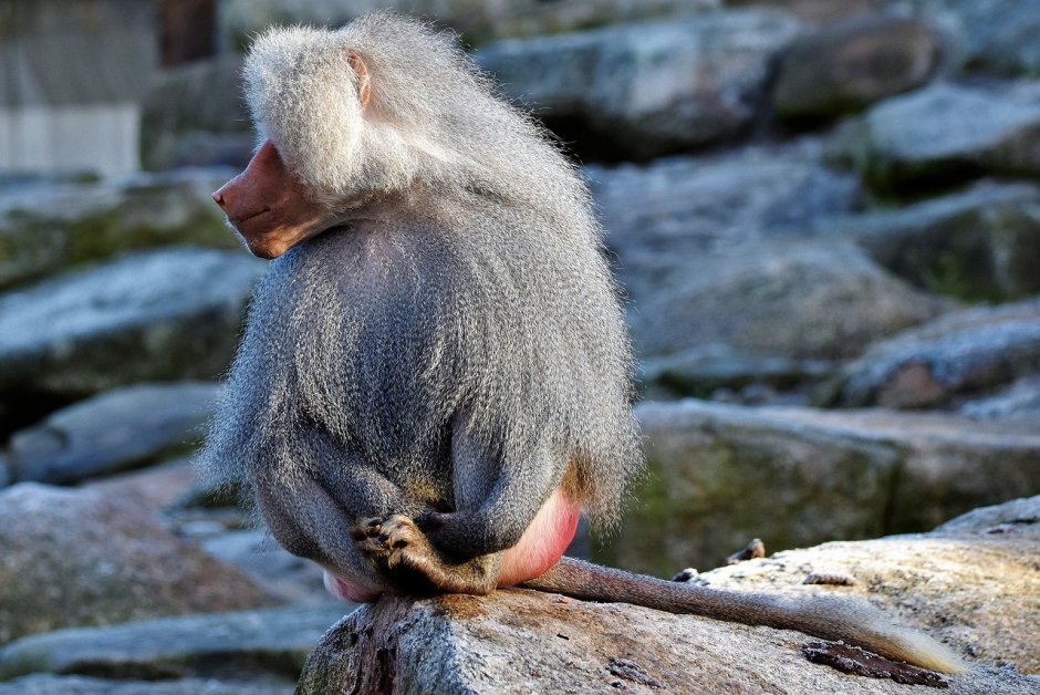 Бабуин фото животного