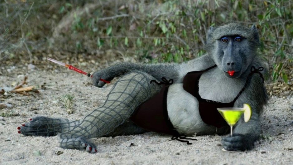 Гамадрил Люся