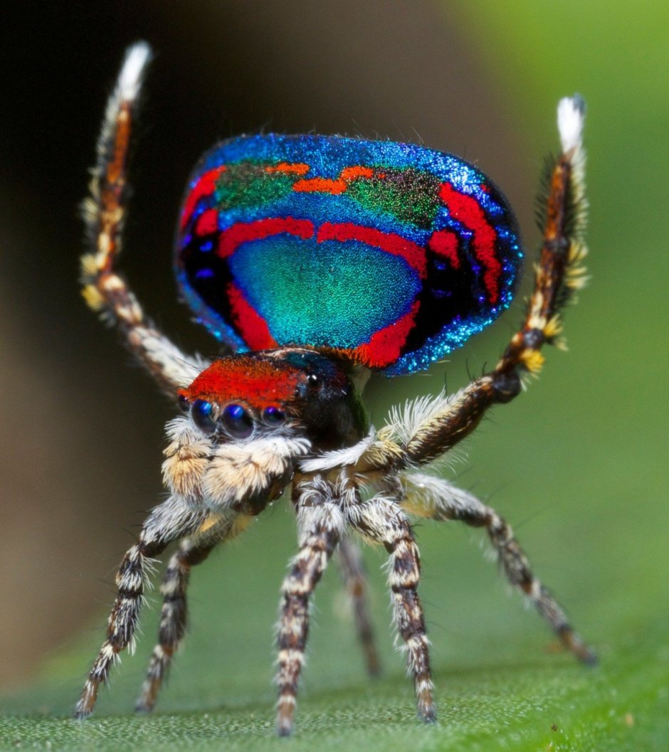 Паук-Павлин (Maratus volans)