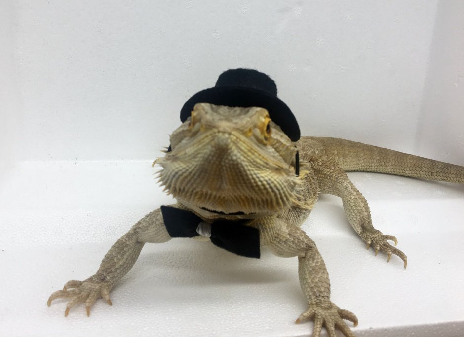 Ящер в шляпе