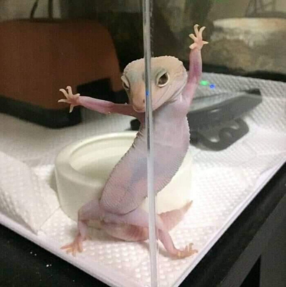 Эублефар танцует