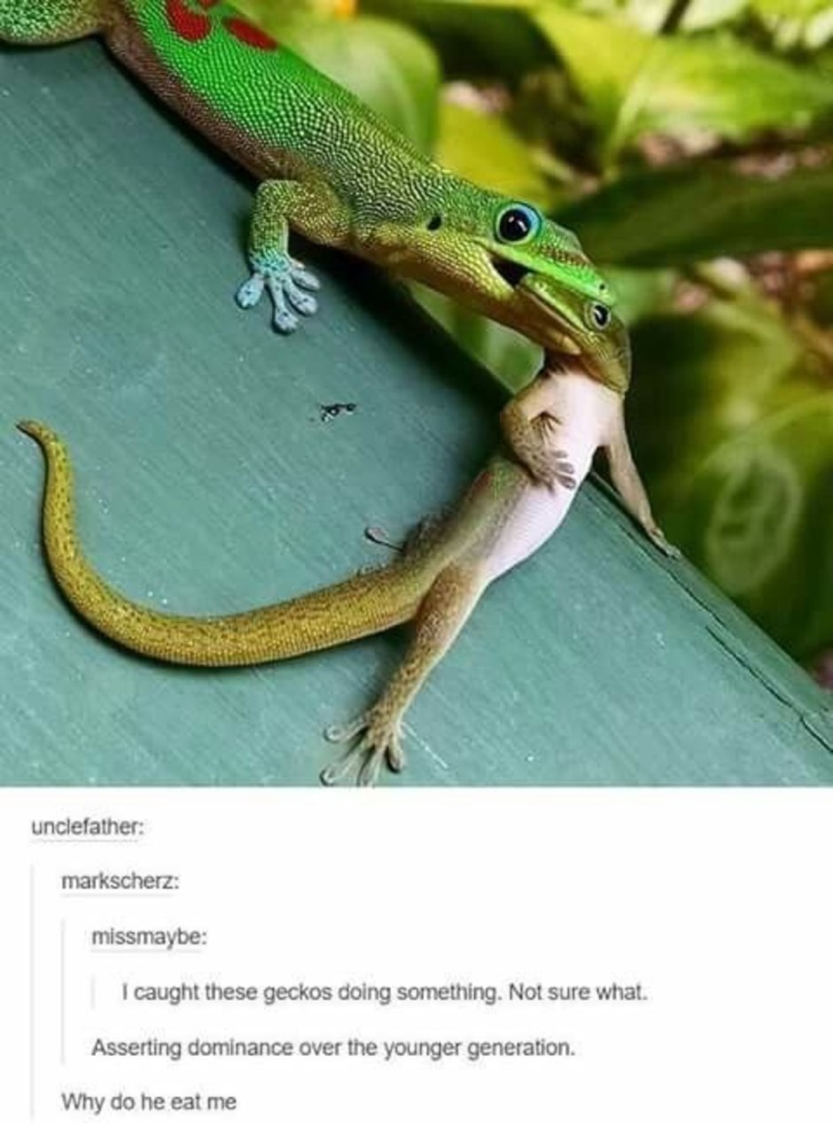 Мемы с рептилиями