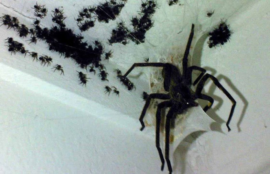 Паук птицеед Poecilotheria Metallica