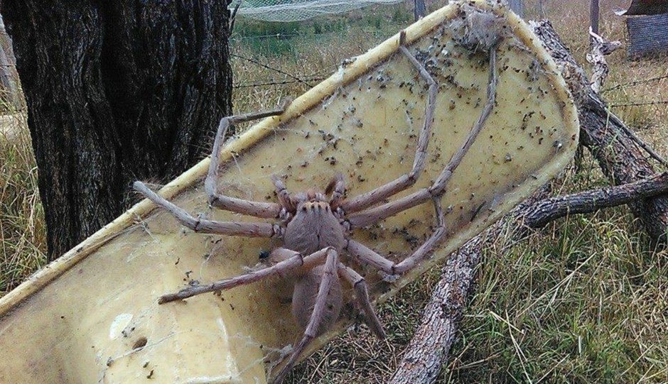 Гигантские пауки убийцы