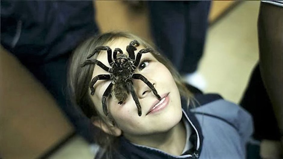 Гигантский паук-охотник (heteropoda maxima)