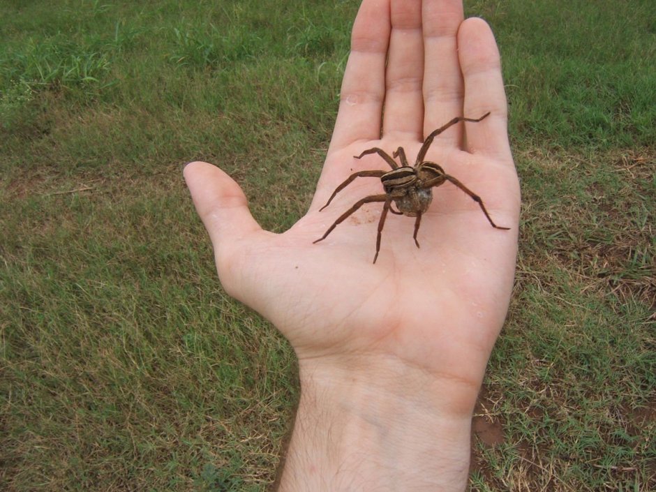 Гигантский крабовый паук heteropoda