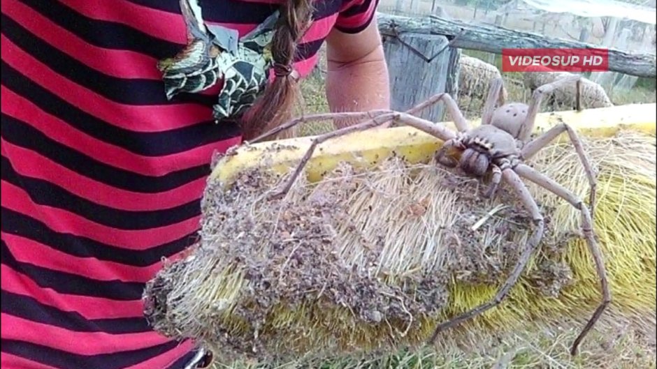 Гигантские пауки убийцы