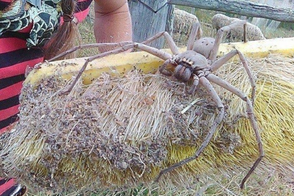 Паук птицеед Голиаф самый большой