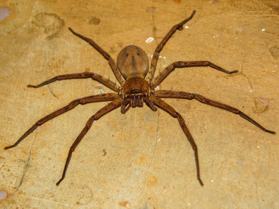Heteropoda maxima паук