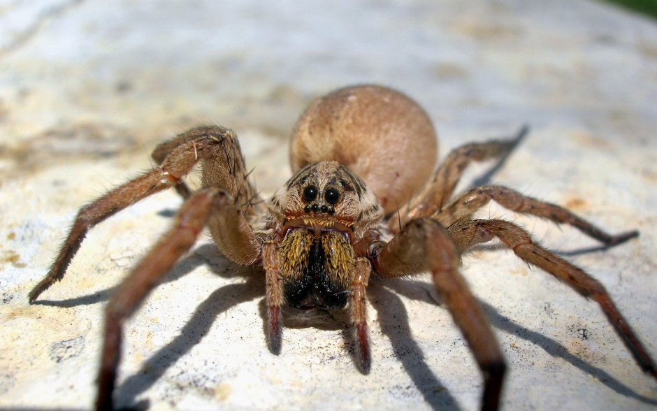 Гигантский паук-охотник (heteropoda maxima)