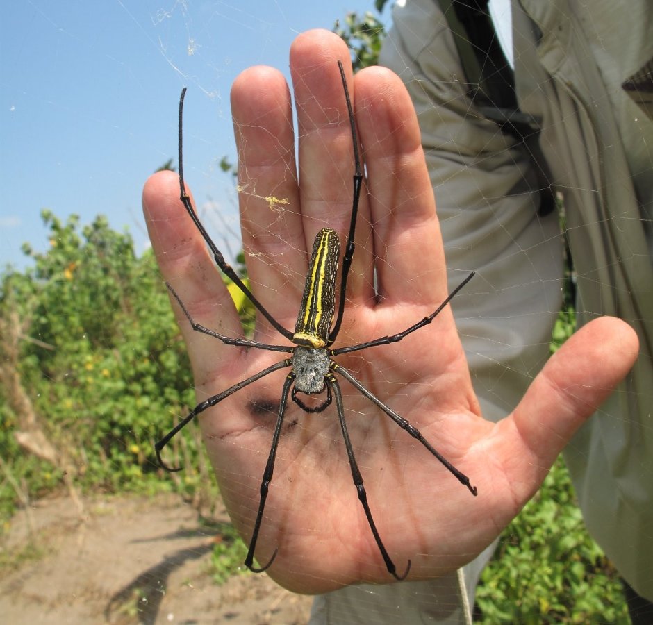Гигантский паук золотопряд (Nephila)