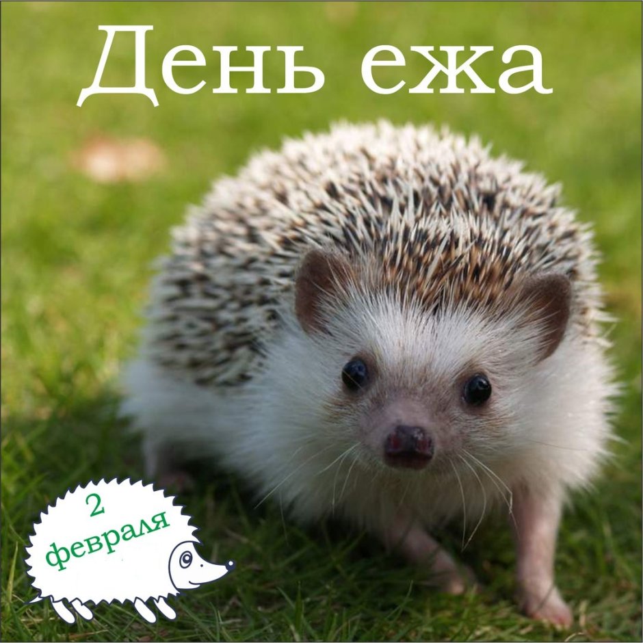 Еж морда