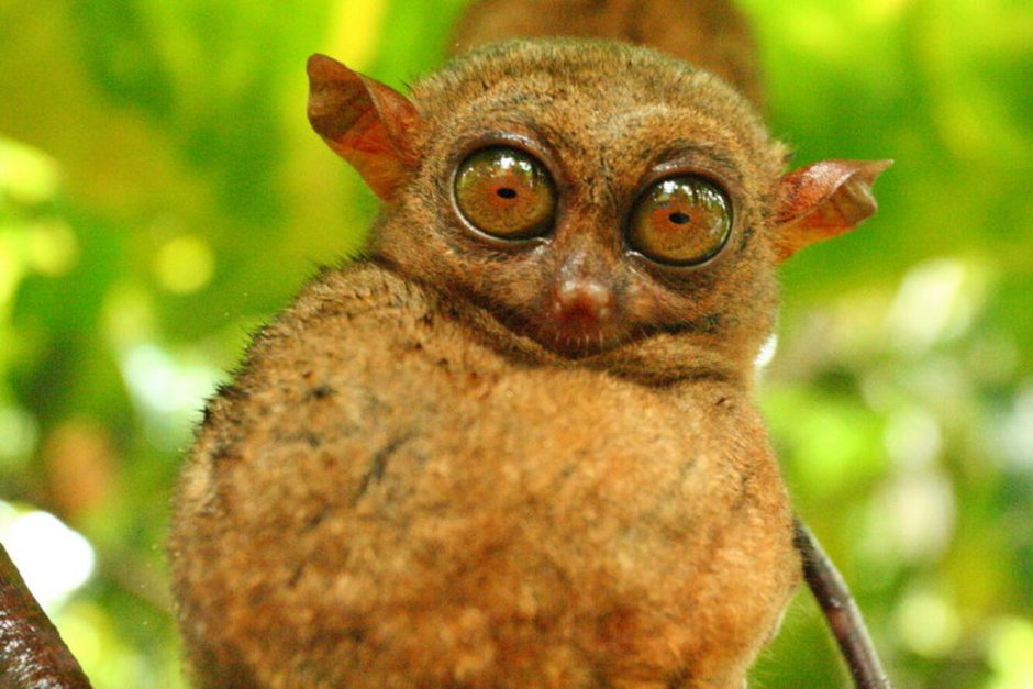  Долгопят Диана (Tarsius dentatus)