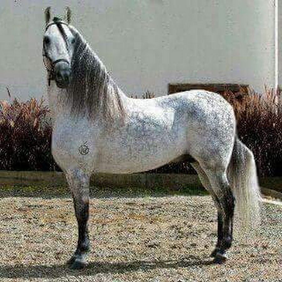 Лошади породы Пасо фино