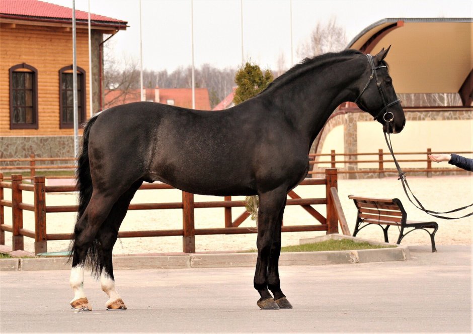 Латвийская теплокровная порода лошадей