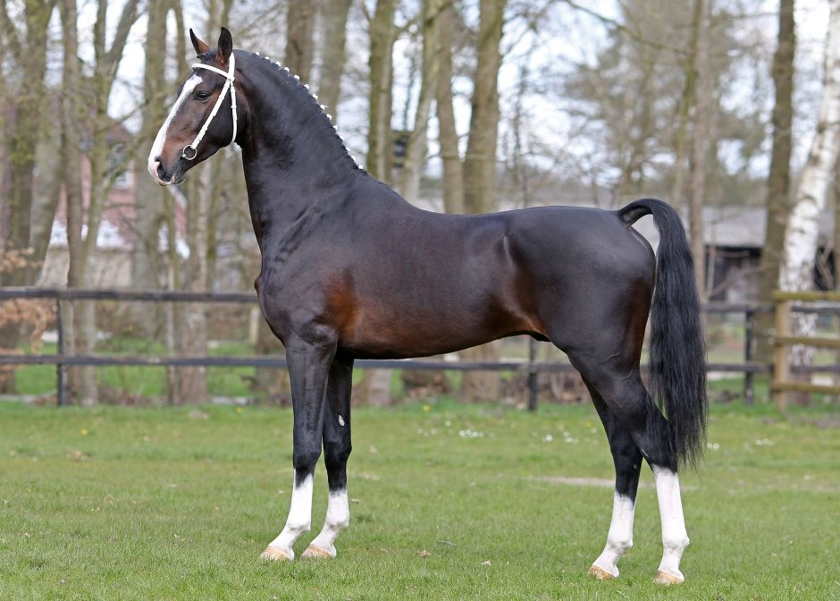 Голландская теплокровная лошадь KWPN
