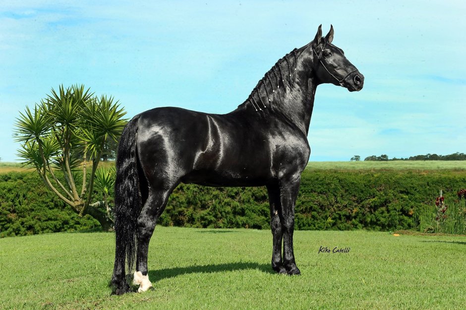 Кахетинская порода лошадей