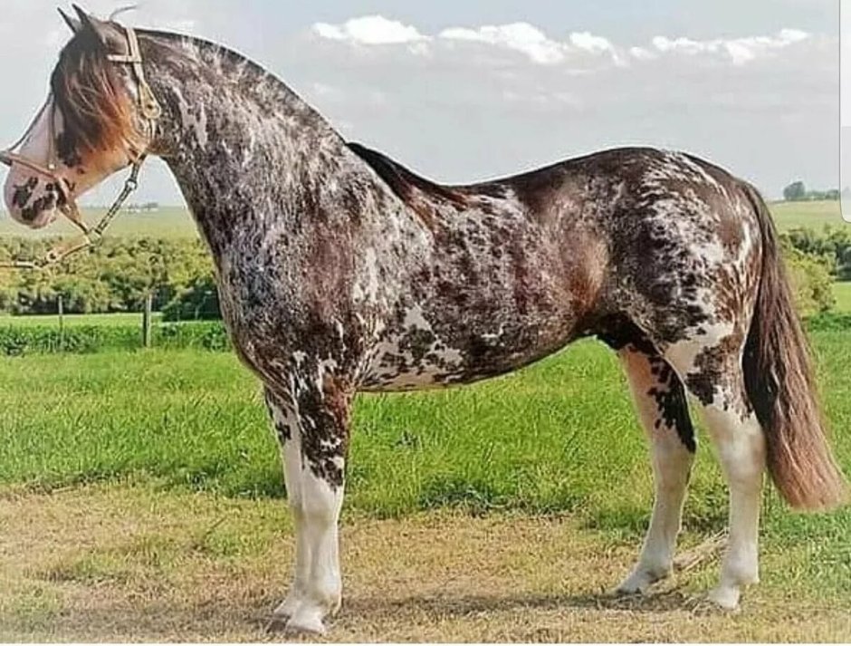 Сабино пегая масть