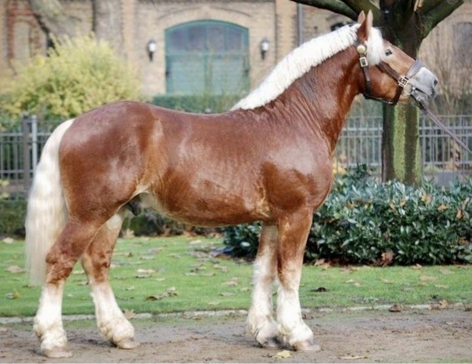 Рейнский тяжеловоз