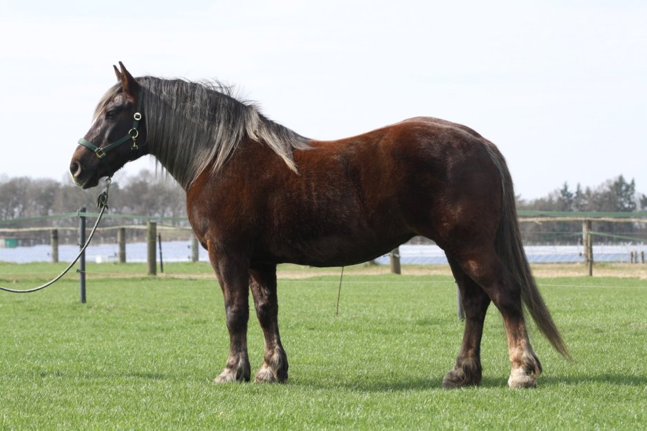 Порода лошади Блэк Форест Хорс