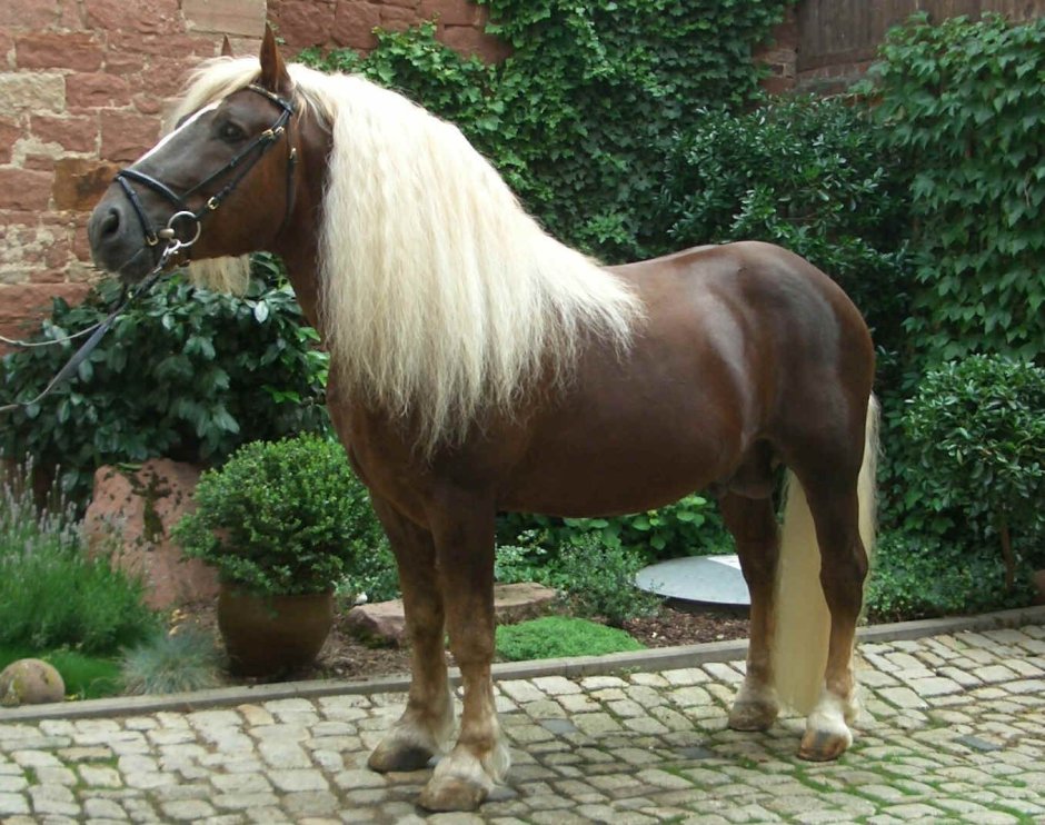 Игреневый тяжеловоз