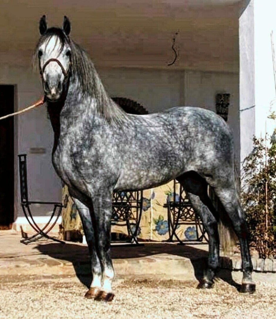 Андалузия лошадь