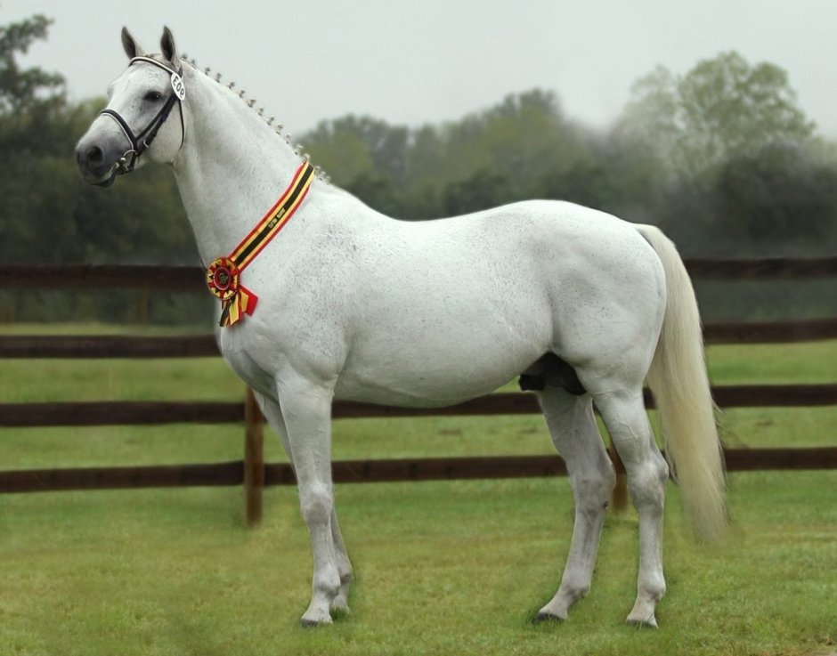 Ганноверская лошадь пегая