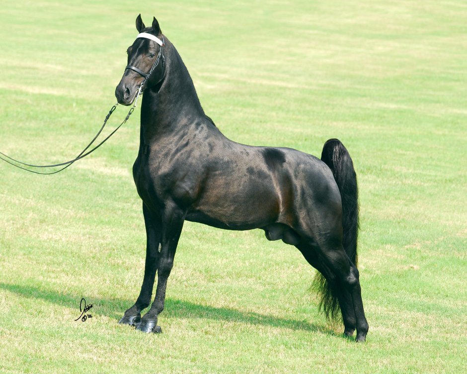 Теннесси Уокер